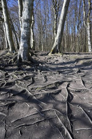 Téléchargez les photos : Parc national Jasmund forêt primitive au printemps, île de Rugen, Allemagne - en image libre de droit