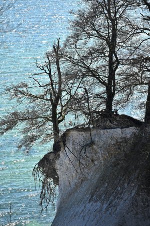 Berühmte weiße Klippen im Nationalpark Jasmund auf Rügen