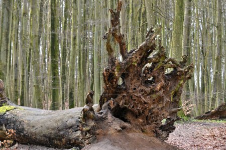 Foto de Viejo árbol caído en el bosque primitivo del Parque Nacional Jasmund, isla de Rugen, Alemania - Imagen libre de derechos