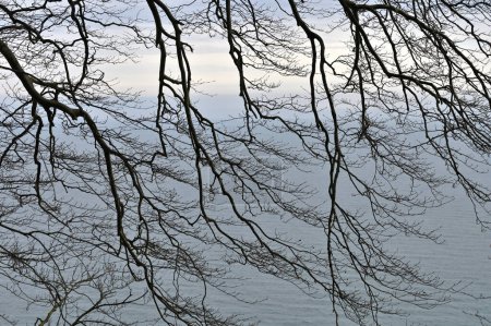 Téléchargez les photos : Branches d'arbres nues, Jasmund National Park primeval forest, Rugen island, Allemagne - en image libre de droit