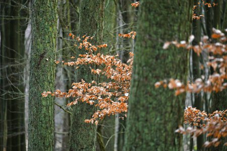 Parc national Jasmund forêt primitive au printemps, île de Rugen, Allemagne