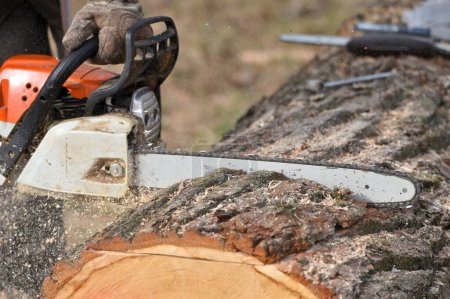 Photo for Man cutting wood with chainsaw - Royalty Free Image