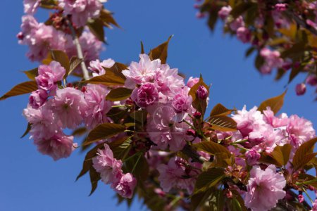 Photo for Pink Japanese cherry with flowers on a blue sky background. Sakura tree in sunny spring weather. Horizontal format. - Royalty Free Image