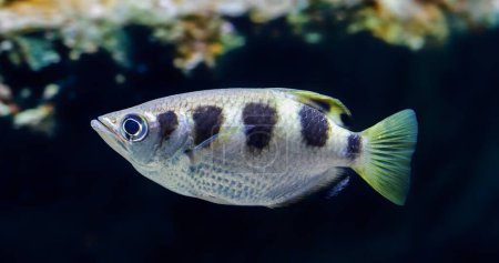 Foto de Vista de cerca de un Archerfish (Toxotes jaculatrix
) - Imagen libre de derechos