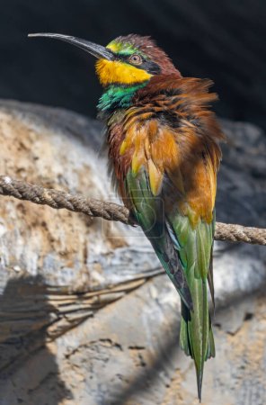 Photo for Close-up view of an European bee-eater (Merops apiaster) - Royalty Free Image