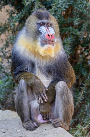 Photo for Portrait view of a male Mandrill (Mandrillus sphinx) - Royalty Free Image