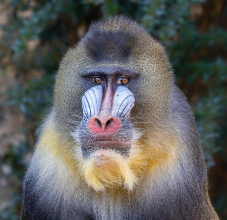 Photo for Frontal Close-up of a male Mandrill (Mandrillus sphinx) - Royalty Free Image