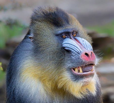 Photo for Close-up of a male Mandrill (Mandrillus sphinx) - Royalty Free Image