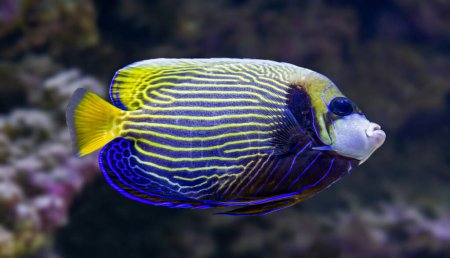 Téléchargez les photos : Close-up view of an adult Emperor angelfish (Pomacanthus imperator) - en image libre de droit