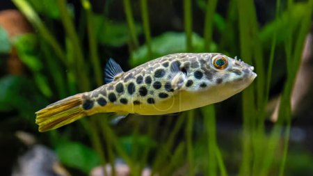 Vista de cerca de un pez globo leopardo (Tetraodon schoutedeni)