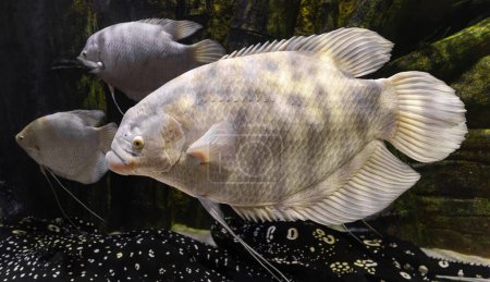 Photo for Close-up view of a Giant gourami (Osphronemus goramy) - Royalty Free Image