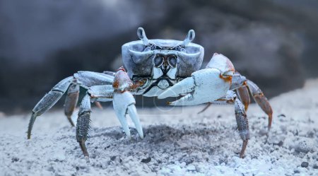 Téléchargez les photos : Vue rapprochée sous-marine d'un crabe arc-en-ciel (Cardisoma armatum) - en image libre de droit
