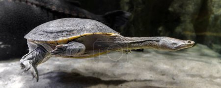 Nahaufnahme einer Nördlichen Schlangenhalsschildkröte (Chelodina oblonga))                               