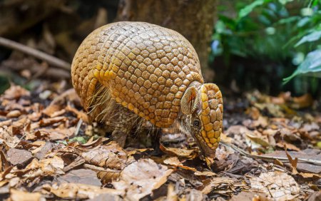 Photo for Close up view of a Southern three-banded armadillo (Tolypeutes matacus) - Royalty Free Image