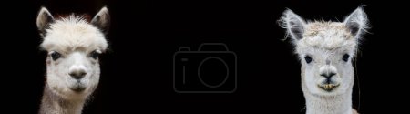 Foto de Pareja de Alpacas jóvenes - Vista frontal con espacio de copia delante de fondo negro - Imagen libre de derechos