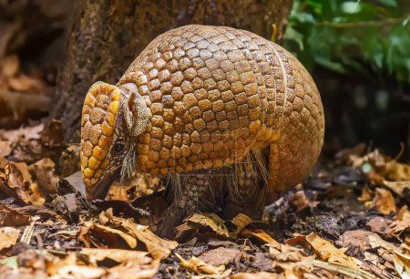 Photo for Close up view of a Southern three-banded armadillo (Tolypeutes matacus) - Royalty Free Image