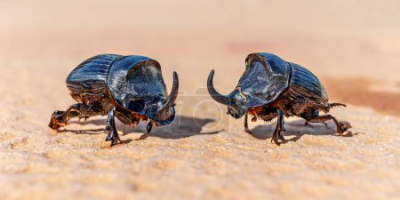 Téléchargez les photos : Gros plan de deux coléoptères mâles adultes du rhinocéros européen (Oryctes nasicornis) - Minorque centrale - en image libre de droit