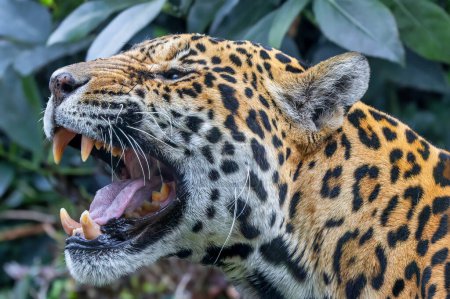 Vista de cerca de un rugiente Jaguar (Panthera onca)