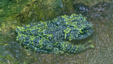 Close-up view of a Vietnamese mossy frog (Theloderma corticale)