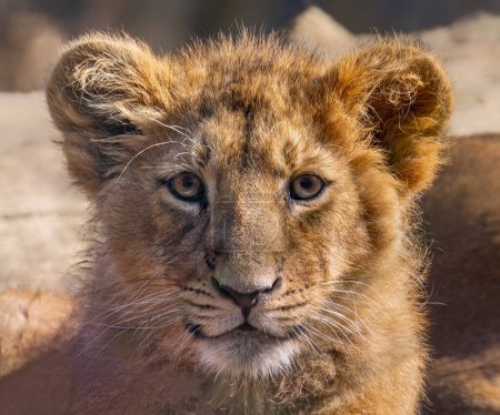 Frontal Close up view of an Asiatic lion cub (Panthera leo persica)