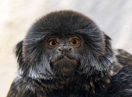 Frontal Close up of a Goeldi's monkey (Callimico goeldii) 