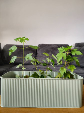 Téléchargez les photos : Plane Tree, Platanus acerifolia (London Plane) plantules dans un pot préparé pour la plantation à l'extérieur - en image libre de droit