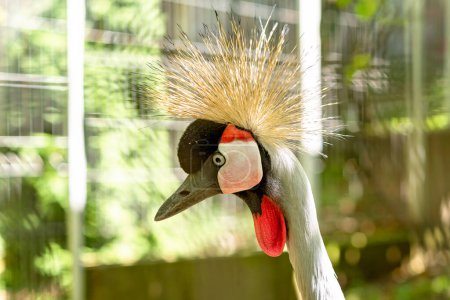 Close up  photo of the head of The grey crowned crane (Balearica regulorum)