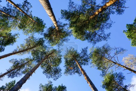 Tall evergreen pine trees on a background of blue sky with white clouds, perspective view from bottom to top