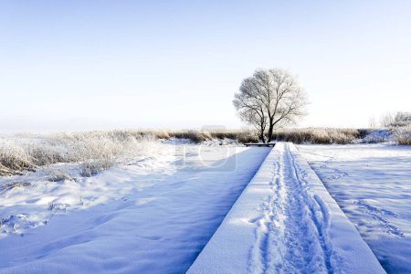 Beautiful white winter landscape with a snowy wooden boardwalk on the shore of a frozen lake, hoarfrost covered tree on a blue sky background