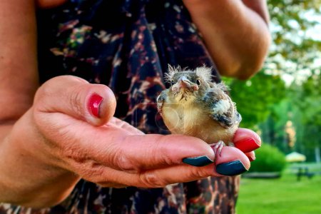 Téléchargez les photos : A cute, disheveled baby bird that fell out of the nest was found in the grass and is sitting on a woman's arm - en image libre de droit