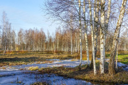 Photo for European wild nature landscape in early spring, birch tree grove surrounded with ice covered melting water, blue sky background - Royalty Free Image