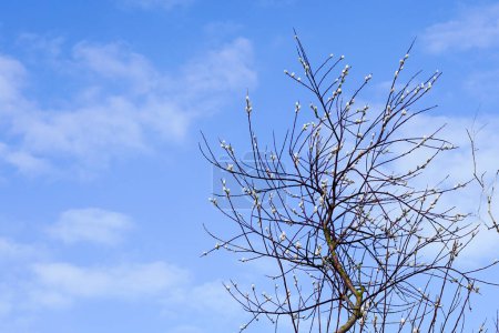 Foto de Sauce, Salix caprea, ramas con flores de sauce esponjosas en el fondo del cielo azul, el despertar de la naturaleza a principios de la primavera, Pascua, Domingo de Ramos - Imagen libre de derechos