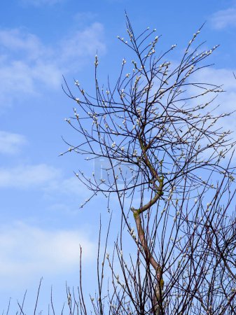 Foto de Sauce, Salix caprea, ramas con flores de sauce esponjosas en el fondo del cielo azul, el despertar de la naturaleza a principios de la primavera, Pascua, Domingo de Ramos - Imagen libre de derechos