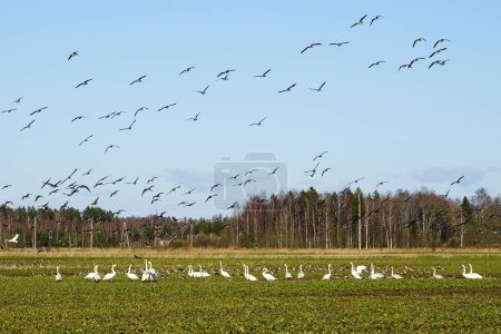 La vida de las aves a principios de la primavera, una bandada de gansos salvajes y cisnes blancos alimentándose en un campo agrícola, fondo azul del cielo