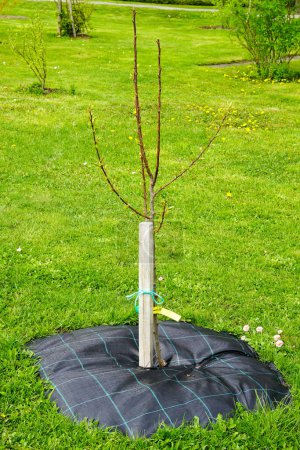 Téléchargez les photos : Nouvel abricot récemment planté avec une couverture racinaire pour conserver l'humidité du sol - en image libre de droit