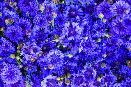Photo for Blue cornflower background, blue flowers and buds, background full of blue cornflowers, bouquet of cornflower - Royalty Free Image