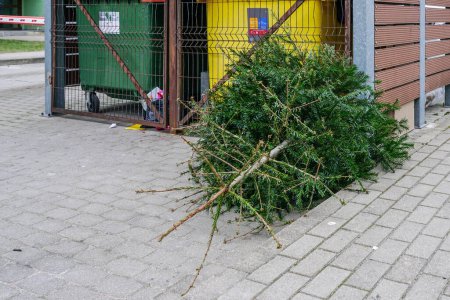 Photo for Christmas tree by the garbage can after the New Year holidays, recycling of used green Christmas trees, trashed Christmas tree - Royalty Free Image