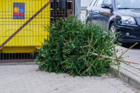 Photo for Discarded Christmas tree after holiday, green Xmas tree by the garbage can after New Year holidays, wasteful use of natural resources - Royalty Free Image