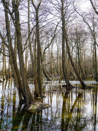 Park trees in water, flooded tree roots in autumn and winter season, water level rising, ecological problem, climate change, ecosystem balance