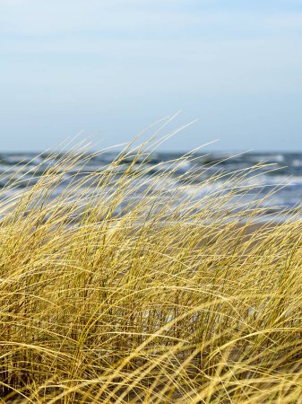 Téléchargez les photos : Herbe sèche jaune courbée dans le vent sur fond de mer Baltique et ciel bleu, dunes côtières herbe - en image libre de droit