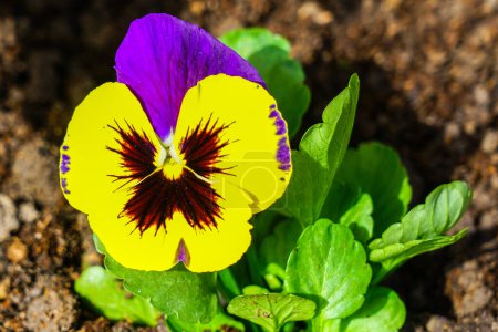 Schöne Garten Stiefmütterchen Viola wittrockiana Blume Nahaufnahme mit bunten gelben und violett lila Blütenblättern, natürlichen unscharfen Hintergrund