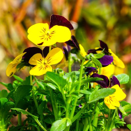 Beautiful garden pansy Viola wittrockiana flowers closeup with colourful yellow brown and violet purple petals, natural blurred background