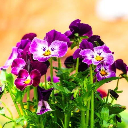 Beautiful garden pansy Viola wittrockiana flowers closeup with colourful violet purple petals, natural blurred background