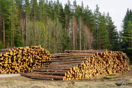 Large piles of pine logs at the edge of the forest prepared for transport, cut down forest, pinewood raw material, forestry
