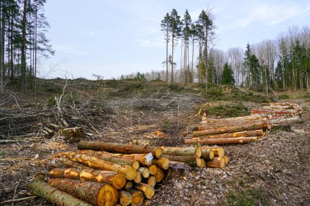 Felled forest, clear cutting, deforestation that damages the natural ecosystem and contributes to global climate change, forestry
