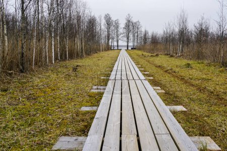Landscape with long wooden boardwalk that leads across the marsh to the lake in early spring, perspective view