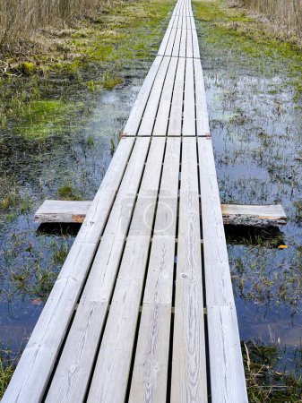 Long wooden empty boardwalk across a swampy area, early spring, perspective view