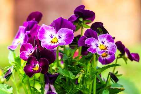 Beautiful garden pansy Viola wittrockiana flowers closeup with colourful violet purple petals, natural blurred background