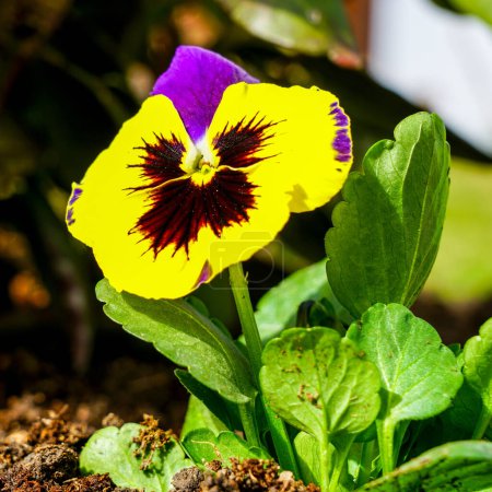 Beautiful garden pansy Viola wittrockiana flower closeup with colourful yellow and violet purple petals, natural blurred background