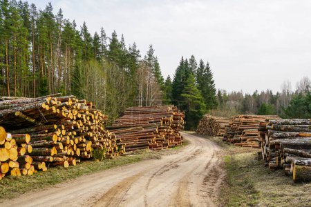 Large piles of felled pine logs piled up on the edge of a forest road, pinewood raw material, cut down forest, logging